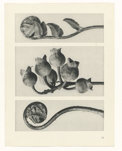 Plant Study (series title: Urformen der Kunst) by Karl Blossfeldt