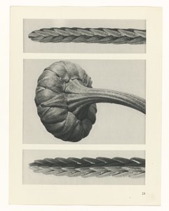 Plant Study (series title: Urformen der Kunst) by Karl Blossfeldt