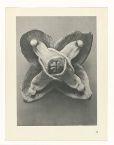 Plant Study (series title: Urformen der Kunst) by Karl Blossfeldt