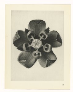 Plant Study (series title) by Karl Blossfeldt