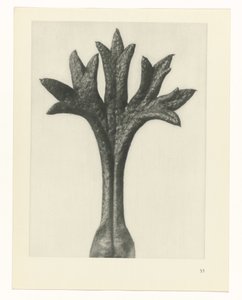 Plant Study (series title) by Karl Blossfeldt