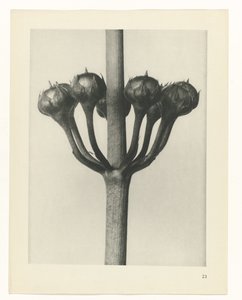 Plant Study (series title) by Karl Blossfeldt