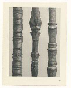 Plant Study (series title) by Karl Blossfeldt