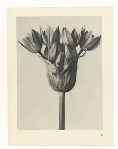 Plant Study (series title)