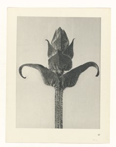 Plant Study (Urformen der Kunst series)