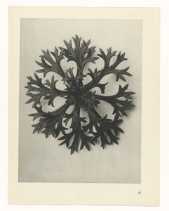 Plant Study (Urformen der Kunst series) by Karl Blossfeldt