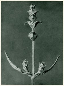 Salvia by Karl Blossfeldt