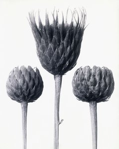 Serratula Nudicaulis (Bare-stemmed Common Sawwort) by Karl Blossfeldt