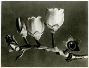 Vaccinium Corymbosum by Karl Blossfeldt