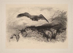 Eagle in Flight by Karl Bodmer