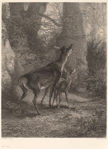 Doe and Fawn