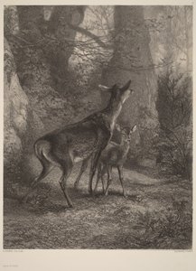 Doe and Fawn by Karl Bodmer