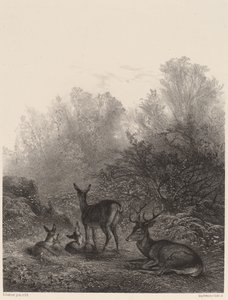 Deer at Rest by Karl Bodmer