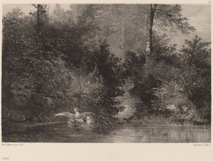 Ducks by Karl Bodmer