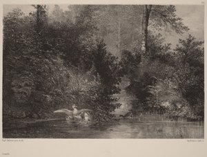 Ducks by Karl Bodmer