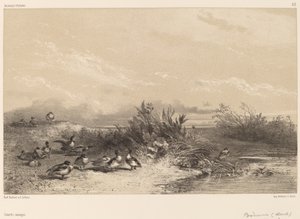 Wild Ducks