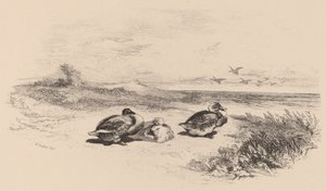 Wild Ducks