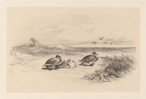 Wild Ducks