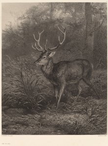 Ten-Point Stag by Karl Bodmer