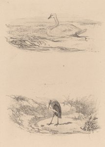 Swan, Heron by Karl Bodmer