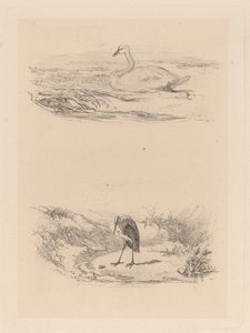 Swan, Heron by Karl Bodmer
