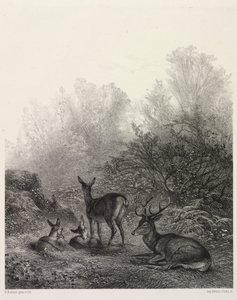 Deer at Rest by Karl Bodmer