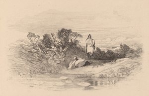 Herons by Karl Bodmer