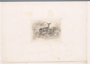 Hind in the Forest by Karl Bodmer