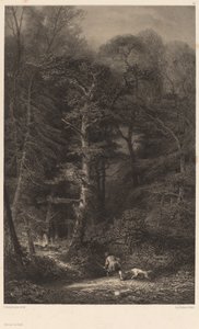 Forest Interior