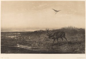 Evening. Deer and Herons