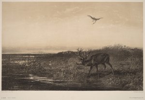 The Evening. Deer and Herons