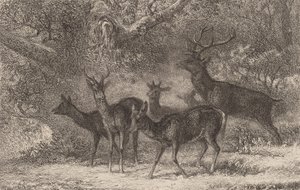 Le harde by Karl Bodmer