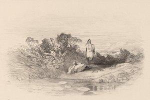 The Two Herons by Karl Bodmer