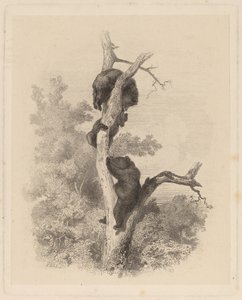 The Bears by Karl Bodmer