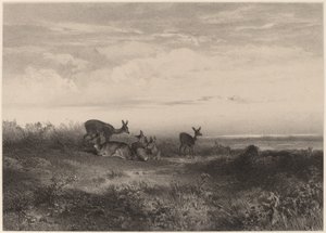 The Does by Karl Bodmer