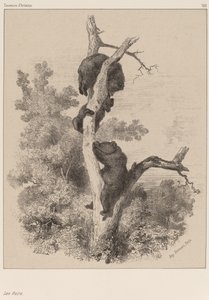 The Bears