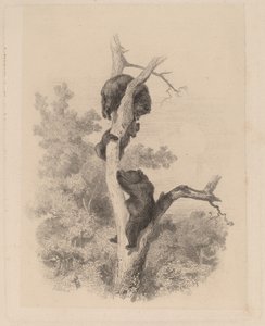 The Bears