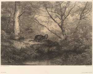 Young Wild Boars