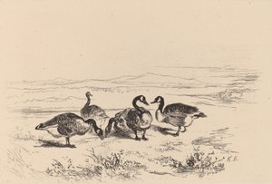 Barnacle Geese by Karl Bodmer