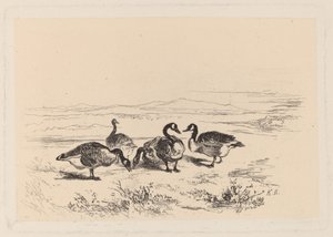 Barnacle Geese by Karl Bodmer