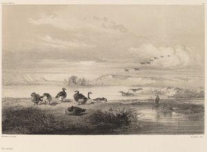 Wild Geese