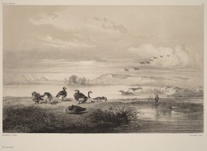 Wild Geese
