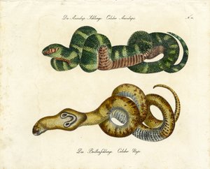 Aesculapian Snake and Indian Cobra by Karl Joseph Brodtmann