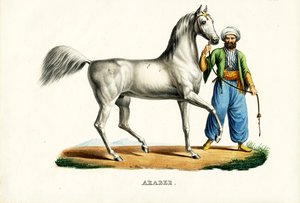 Arab Horse (1824)
