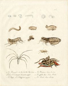 Arachnids and Developmental Stages of Insects by Karl Joseph Brodtmann