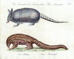 Armadillo and Pangolin