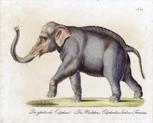 Asian Elephant (Female) by Karl Joseph Brodtmann