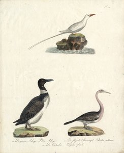 Auk, Flying Sunbird and Northern Diver by Karl Joseph Brodtmann