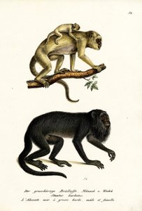 Black Howler Monkeys, 1824