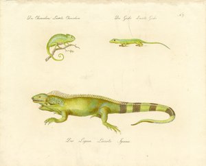 Chameleon, Gecko, and Iguana by Karl Joseph Brodtmann